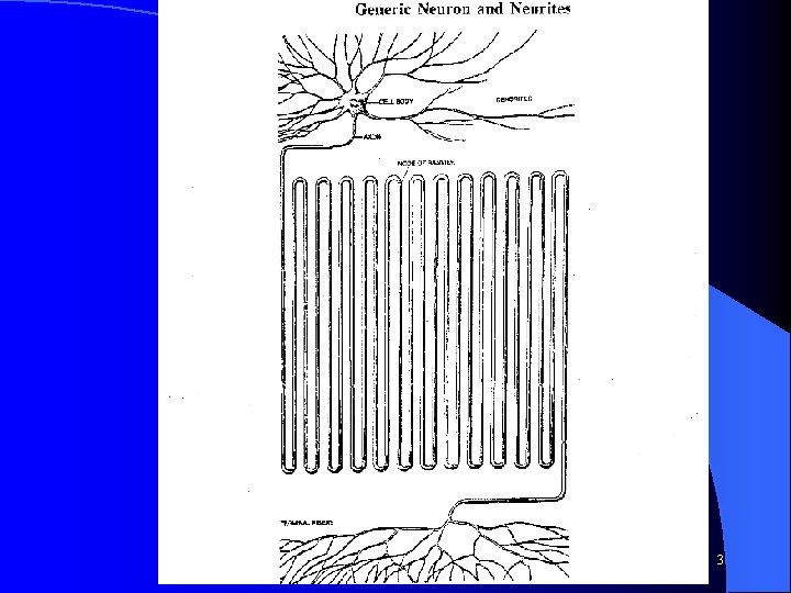 Expanded Neuron CS 472 - Perceptron 3 