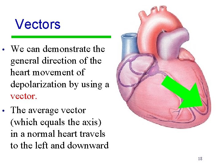 Vectors • • We can demonstrate the general direction of the heart movement of