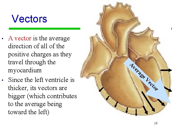 Vectors • • A vector is the average direction of all of the positive