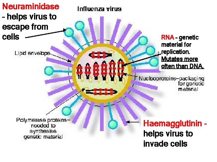 Neuraminidase – helps virus to escape from cells RNA – genetic material for replication.