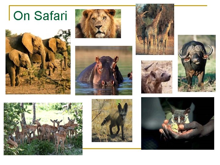 On Safari 