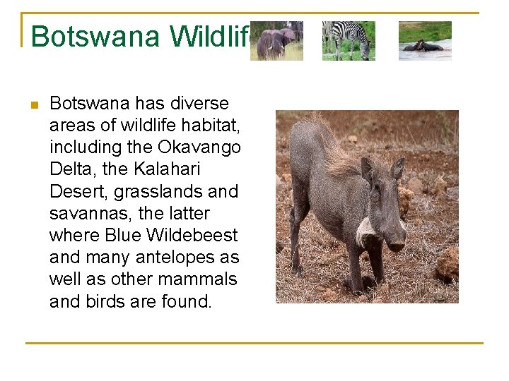 Botswana Wildlife n Botswana has diverse areas of wildlife habitat, including the Okavango Delta,