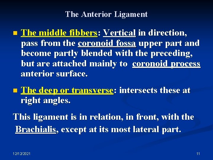 The Anterior Ligament n The middle fibbers: Vertical in direction, pass from the coronoid