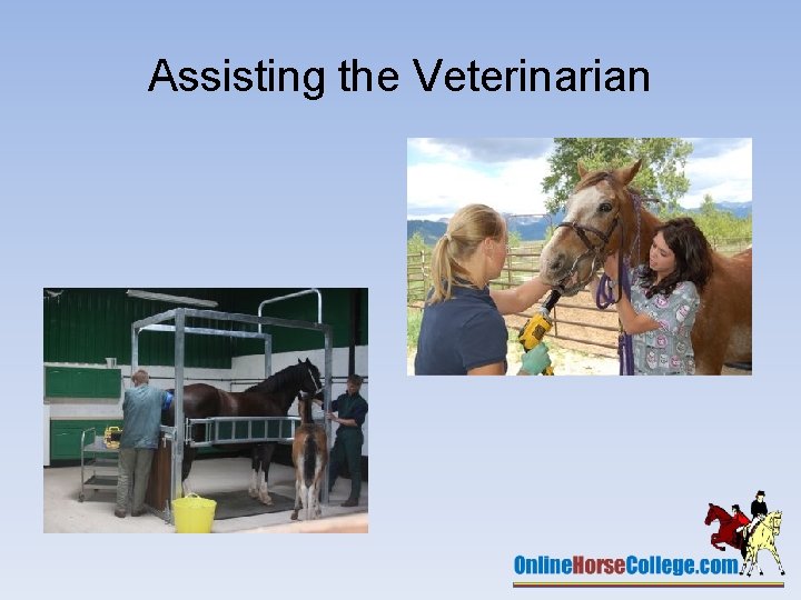Assisting the Veterinarian 