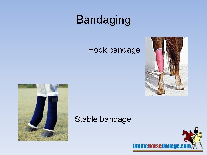 Bandaging Hock bandage Stable bandage 