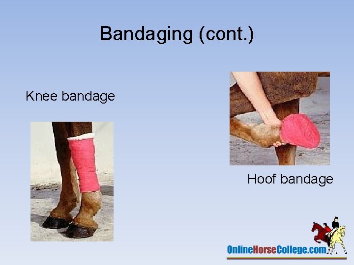 Bandaging (cont. ) Knee bandage Hoof bandage 