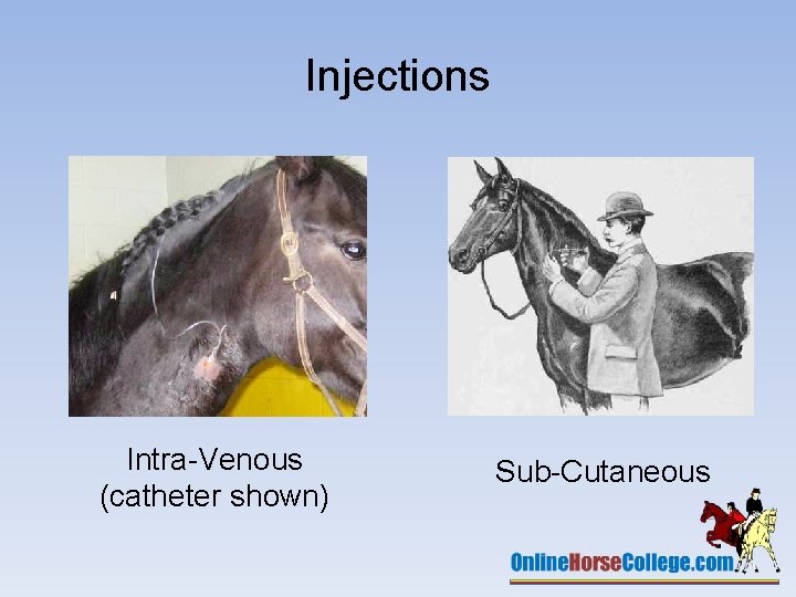 Injections Intra-Venous (catheter shown) Sub-Cutaneous 