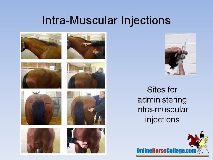 Intra-Muscular Injections Sites for administering intra-muscular injections 