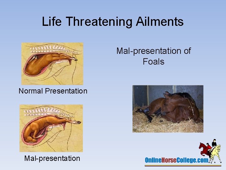Life Threatening Ailments Mal-presentation of Foals Normal Presentation Mal-presentation 