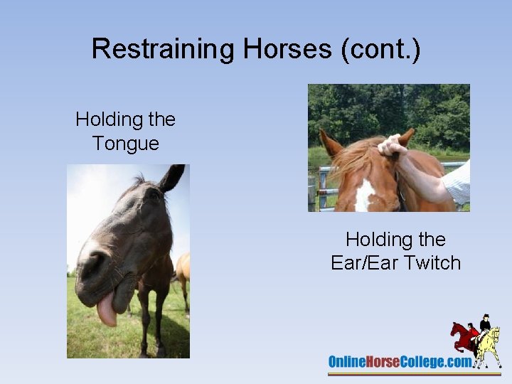 Restraining Horses (cont. ) Holding the Tongue Holding the Ear/Ear Twitch 