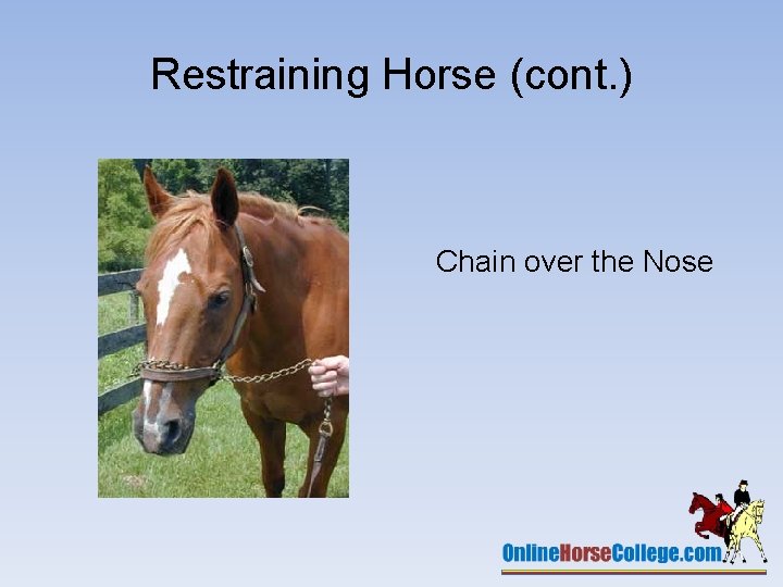 Restraining Horse (cont. ) Chain over the Nose 