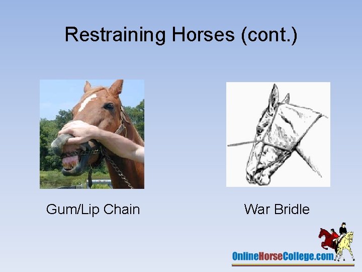 Restraining Horses (cont. ) Gum/Lip Chain War Bridle 