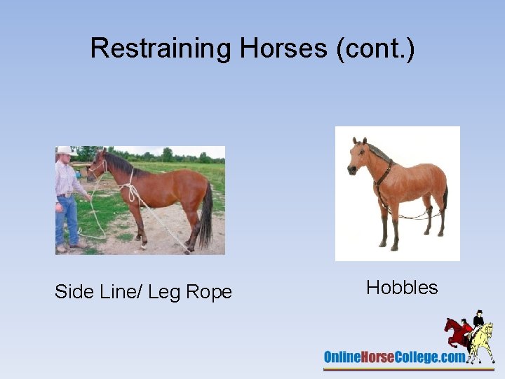 Restraining Horses (cont. ) Side Line/ Leg Rope Hobbles 