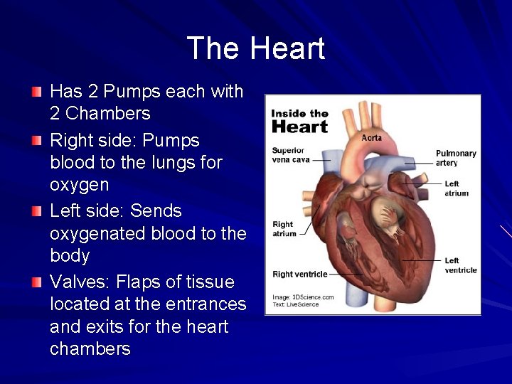 The Heart Has 2 Pumps each with 2 Chambers Right side: Pumps blood to