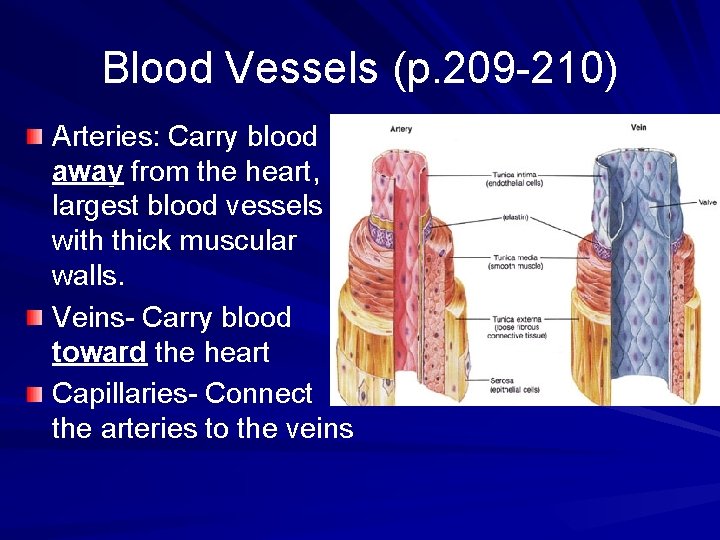 Blood Vessels (p. 209 -210) Arteries: Carry blood away from the heart, largest blood