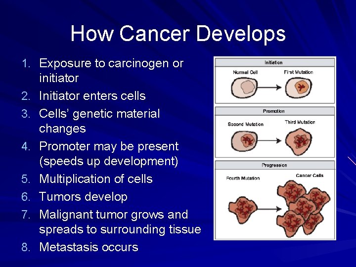 How Cancer Develops 1. Exposure to carcinogen or 2. 3. 4. 5. 6. 7.