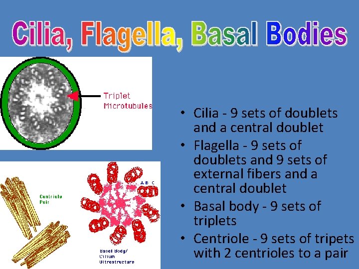  • Cilia - 9 sets of doublets and a central doublet • Flagella