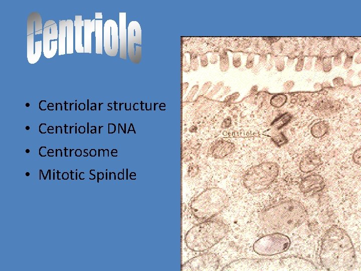  • • Centriolar structure Centriolar DNA Centrosome Mitotic Spindle 