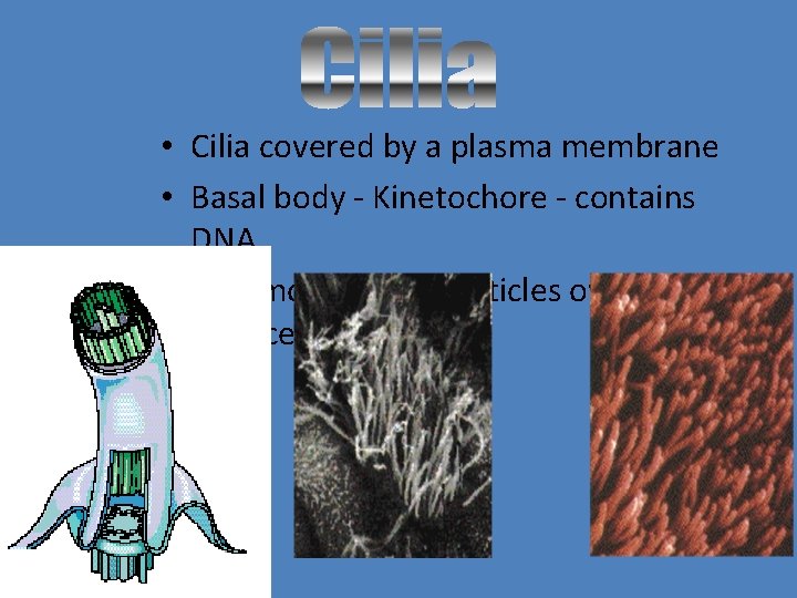  • Cilia covered by a plasma membrane • Basal body - Kinetochore -