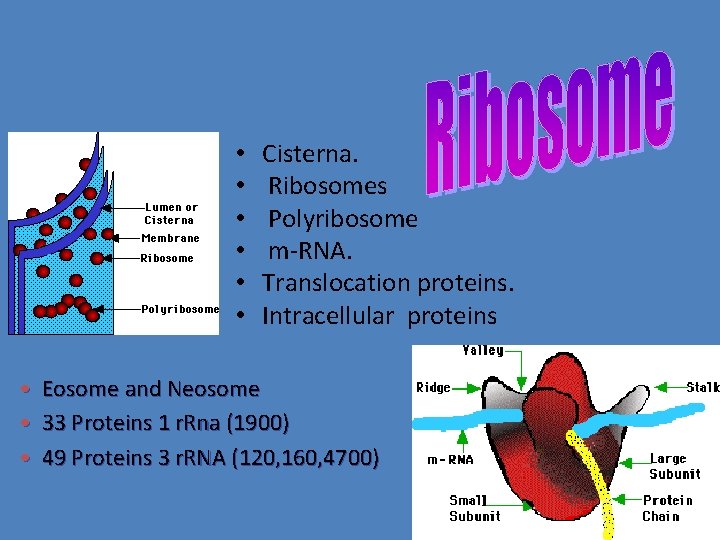  • • • Cisterna. Ribosomes Polyribosome m-RNA. Translocation proteins. Intracellular proteins Eosome and