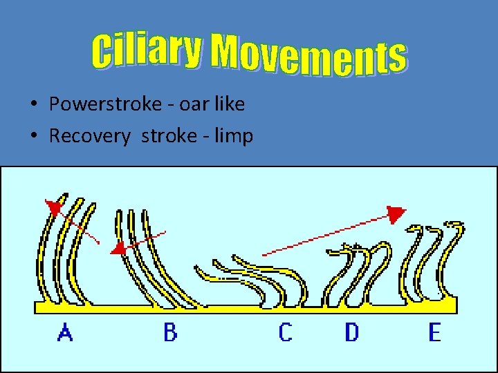  • Powerstroke - oar like • Recovery stroke - limp 