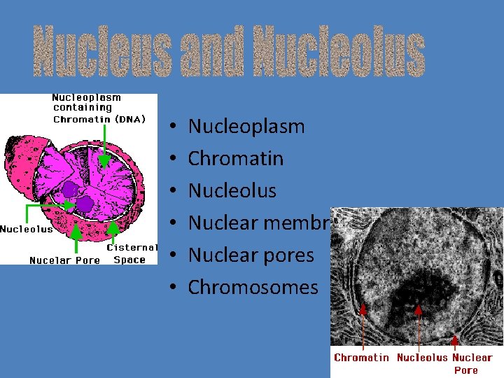  • • • Nucleoplasm Chromatin Nucleolus Nuclear membrane Nuclear pores Chromosomes 