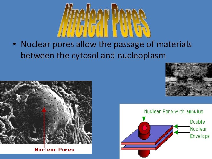 • Nuclear pores allow the passage of materials between the cytosol and nucleoplasm