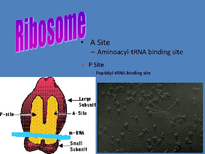  • A Site – Aminoacyl-t. RNA binding site • P Site – Peptidyl-t.