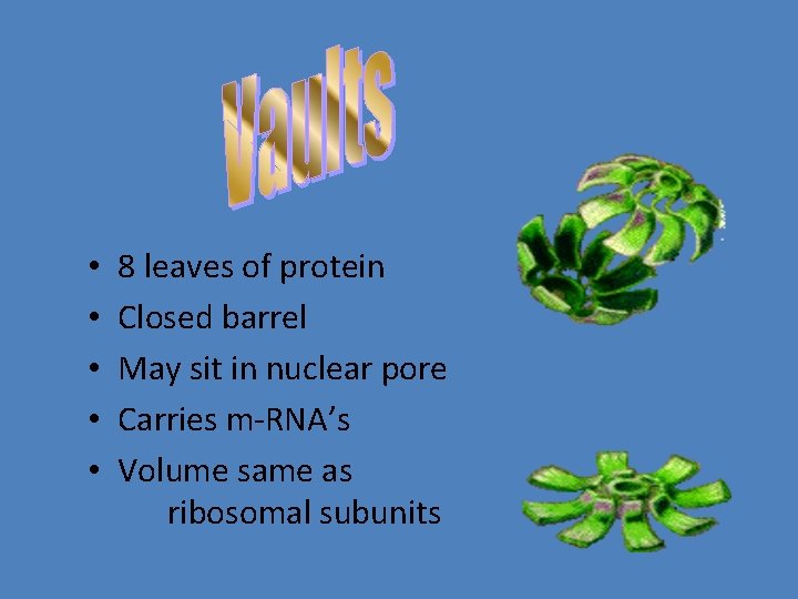  • • • 8 leaves of protein Closed barrel May sit in nuclear
