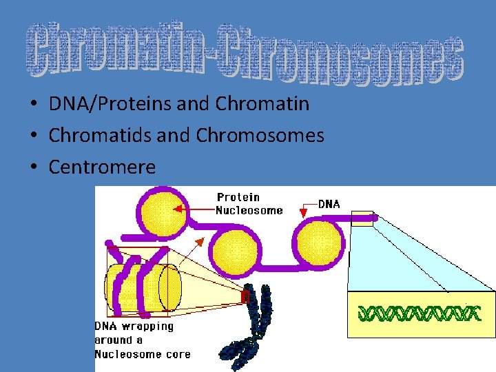  • DNA/Proteins and Chromatin • Chromatids and Chromosomes • Centromere 