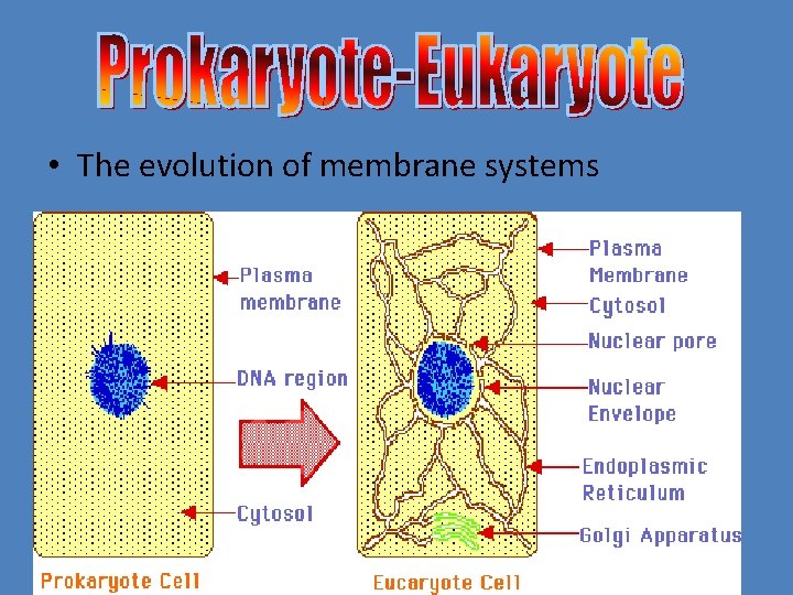  • The evolution of membrane systems 