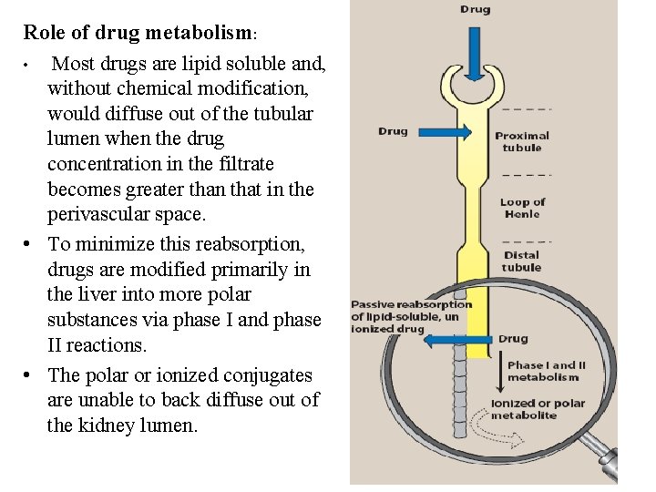 Role of drug metabolism: • Most drugs are lipid soluble and, without chemical modification,