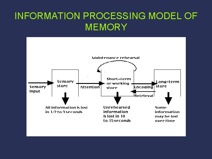 INFORMATION PROCESSING MODEL OF MEMORY 