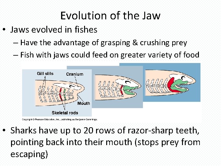 Evolution of the Jaw • Jaws evolved in fishes – Have the advantage of