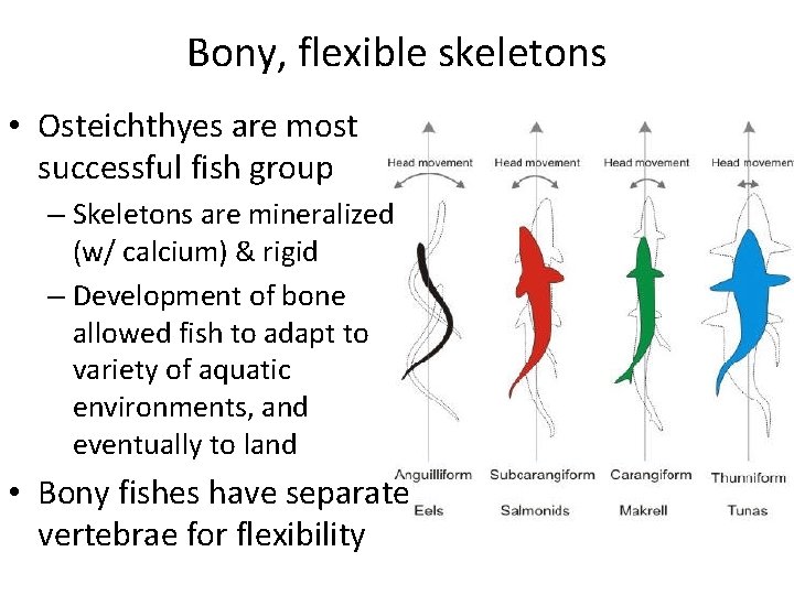 Bony, flexible skeletons • Osteichthyes are most successful fish group – Skeletons are mineralized