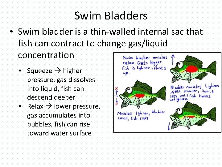 Swim Bladders • Swim bladder is a thin-walled internal sac that fish can contract