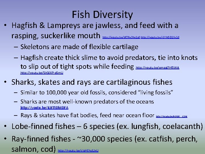 Fish Diversity • Hagfish & Lampreys are jawless, and feed with a rasping, suckerlike