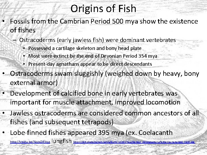 Origins of Fish • Fossils from the Cambrian Period 500 mya show the existence