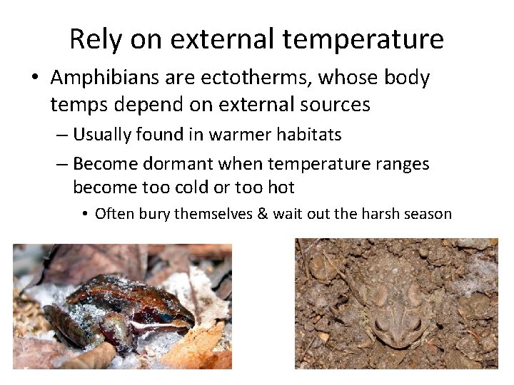 Rely on external temperature • Amphibians are ectotherms, whose body temps depend on external
