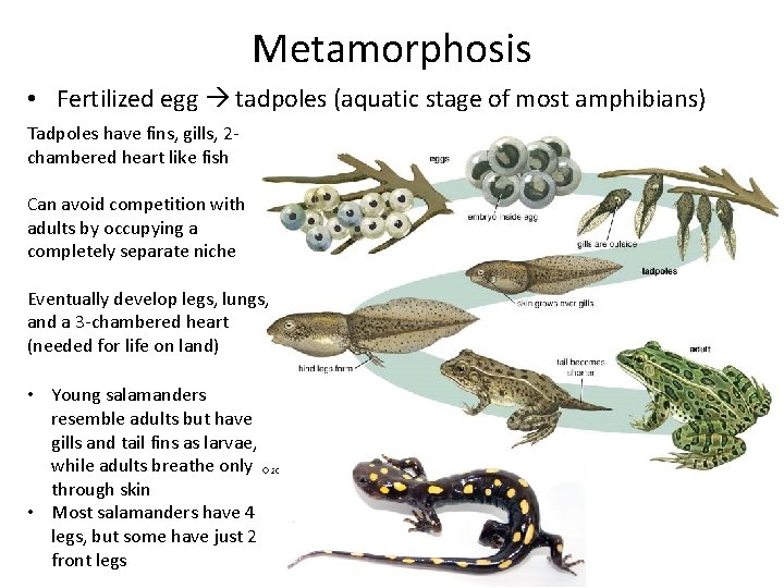 Metamorphosis • Fertilized egg tadpoles (aquatic stage of most amphibians) Tadpoles have fins, gills,