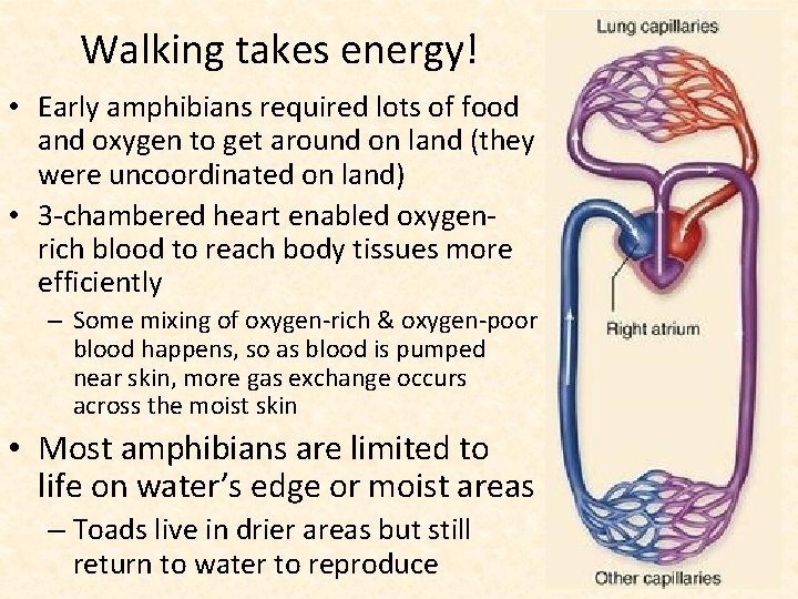 Walking takes energy! • Early amphibians required lots of food and oxygen to get