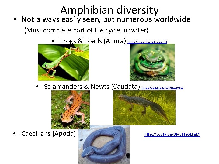 Amphibian diversity • Not always easily seen, but numerous worldwide (Must complete part of