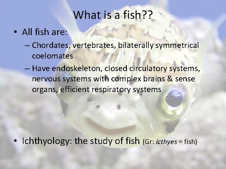 What is a fish? ? • All fish are: – Chordates, vertebrates, bilaterally symmetrical