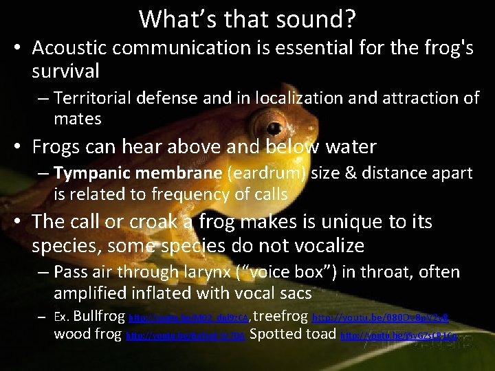 What’s that sound? • Acoustic communication is essential for the frog's survival – Territorial