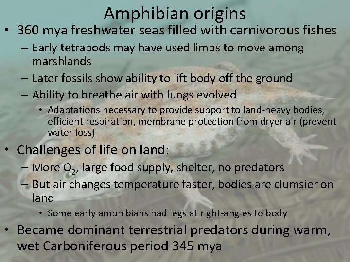 Amphibian origins • 360 mya freshwater seas filled with carnivorous fishes – Early tetrapods