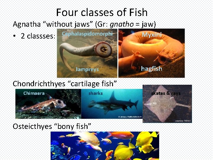 Four classes of Fish Agnatha “without jaws” (Gr: gnatho = jaw) Myxini • 2