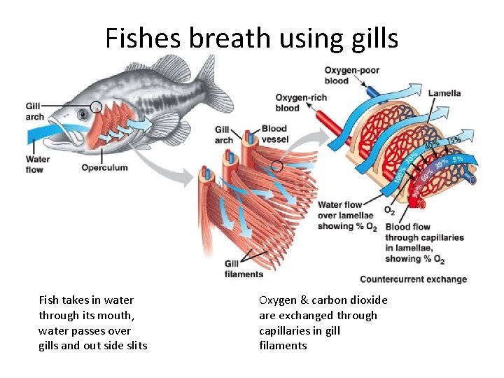 Fishes breath using gills Fish takes in water through its mouth, water passes over