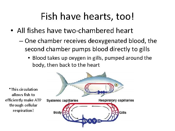 Fish have hearts, too! • All fishes have two-chambered heart – One chamber receives