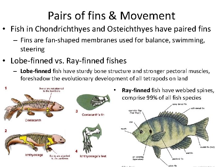 Pairs of fins & Movement • Fish in Chondrichthyes and Osteichthyes have paired fins