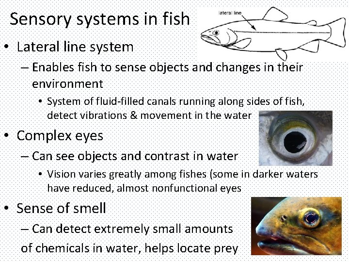 Sensory systems in fish • Lateral line system – Enables fish to sense objects